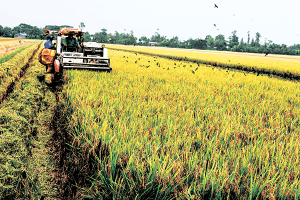 Liên kết vùng để bảo đảm nguồn cung lúa gạo