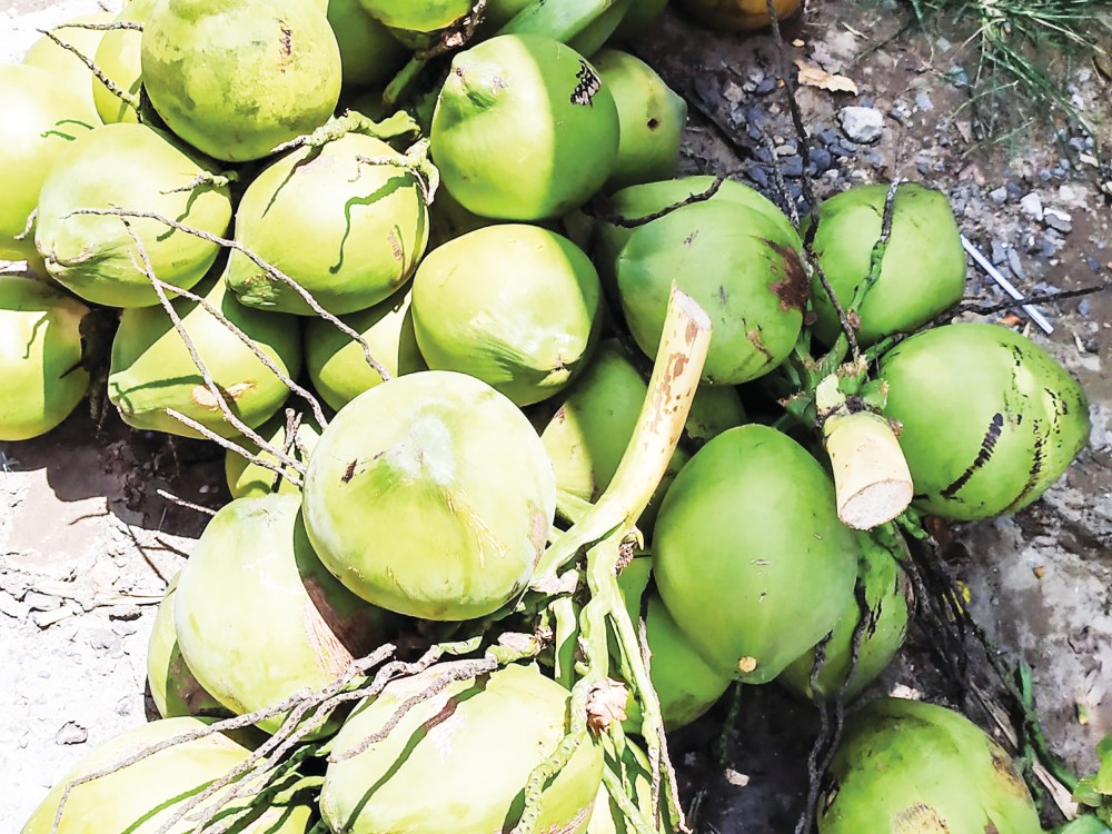 Hiện dừa tươi được nhiều thương lái tìm đến tận vườn nhà dân để thu mua.
