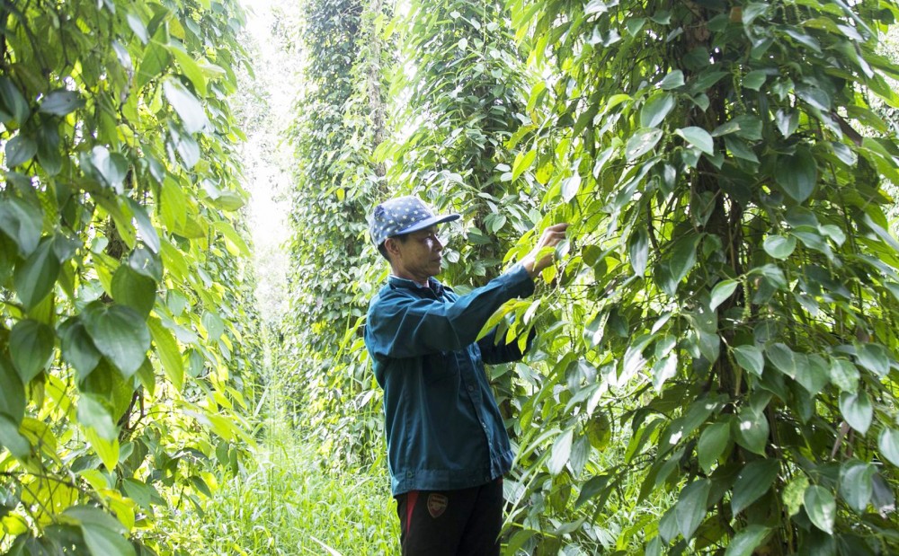 Nâng cao giá trị hồ tiêu Vườn tiêu áp dụng quy trình sản xuất theo tiêu chuẩn GLOBALGAP ở ấp Hòa Phú, xã Ngọc Hòa.