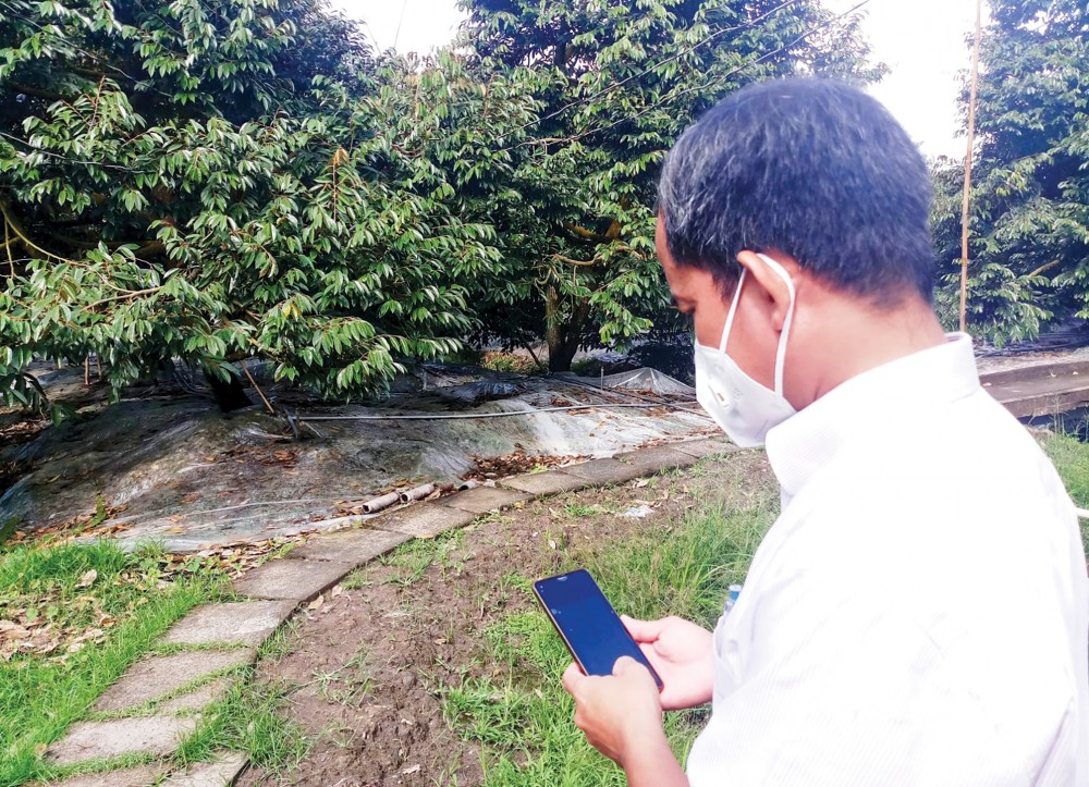 Hợp lực xây dựng nền nông nghiệp thông minh Nhà vườn xã Tân Thới, huyện Phong Điền dùng điện thoại thông minh để điều khiển nước tưới cho vườn sầu riêng.