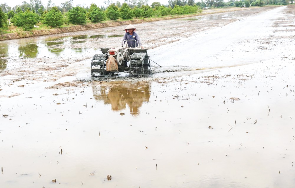 Nông dân ở xã Thới Tân, huyện Thới Lai sử dụng máy để làm phẳng mặt ruộng chuẩn bị gieo sạ lúa đông xuân.