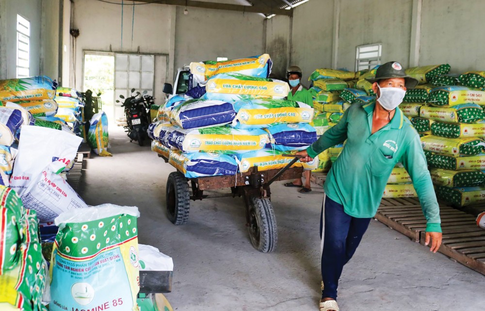 Mua bán lúa giống tại một cơ sở sản xuất kinh doanh lúa giống ở huyện Thới Lai, TP Cần Thơ.