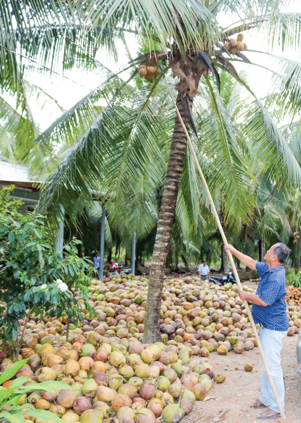 Dừa được trồng ở huyện Bình Đại, tỉnh Bến Tre.