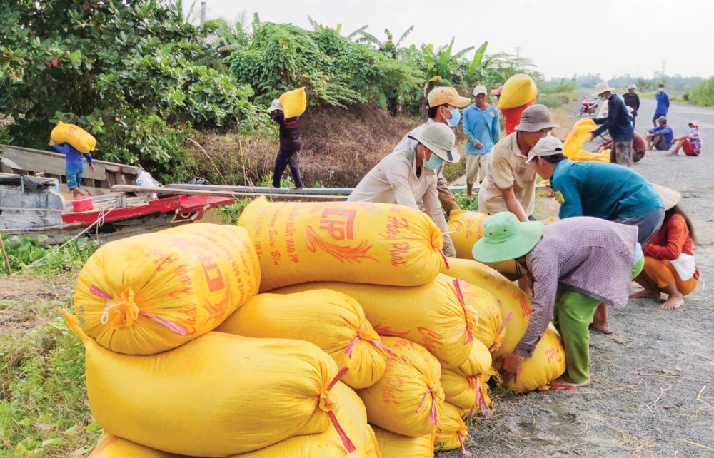 Thu hoạch lúa tại huyện Thới Lai trong vụ thu đông 2021.