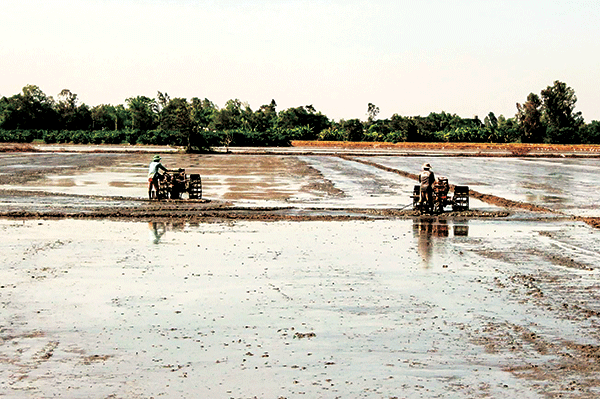 Nhiều khả năng xuất khẩu gạo tăng cao