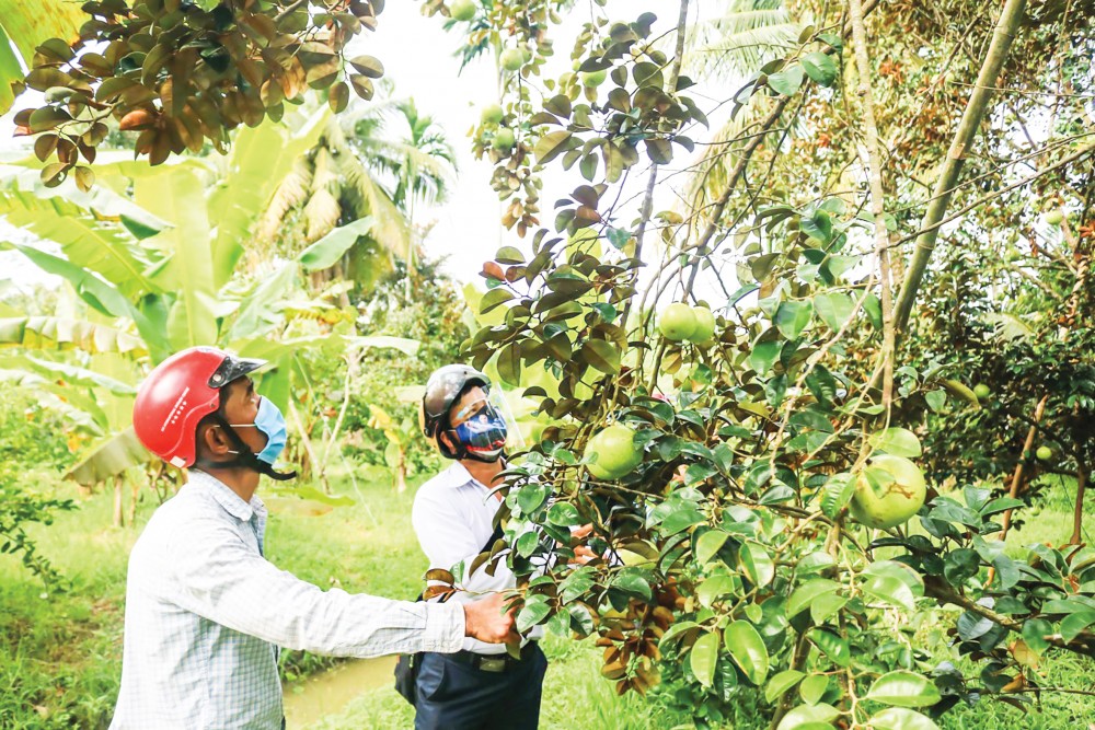 Cán bộ khuyến nông quận Ô Môn hướng dẫn nông dân phường Trường Lạc thực hiện các biện pháp nâng cao hiệu quả sản xuất cây ăn trái.