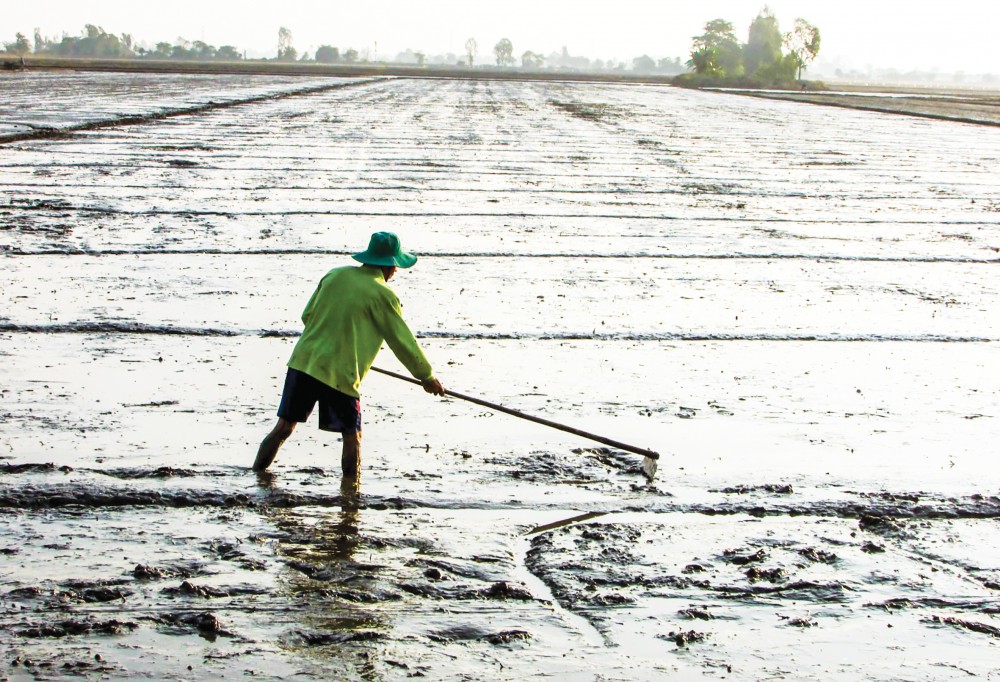 Nông dân huyện Vĩnh Thạnh bang sửa mặt ruộng chuẩn bị gieo sạ lúa đông xuân 2021-2022.