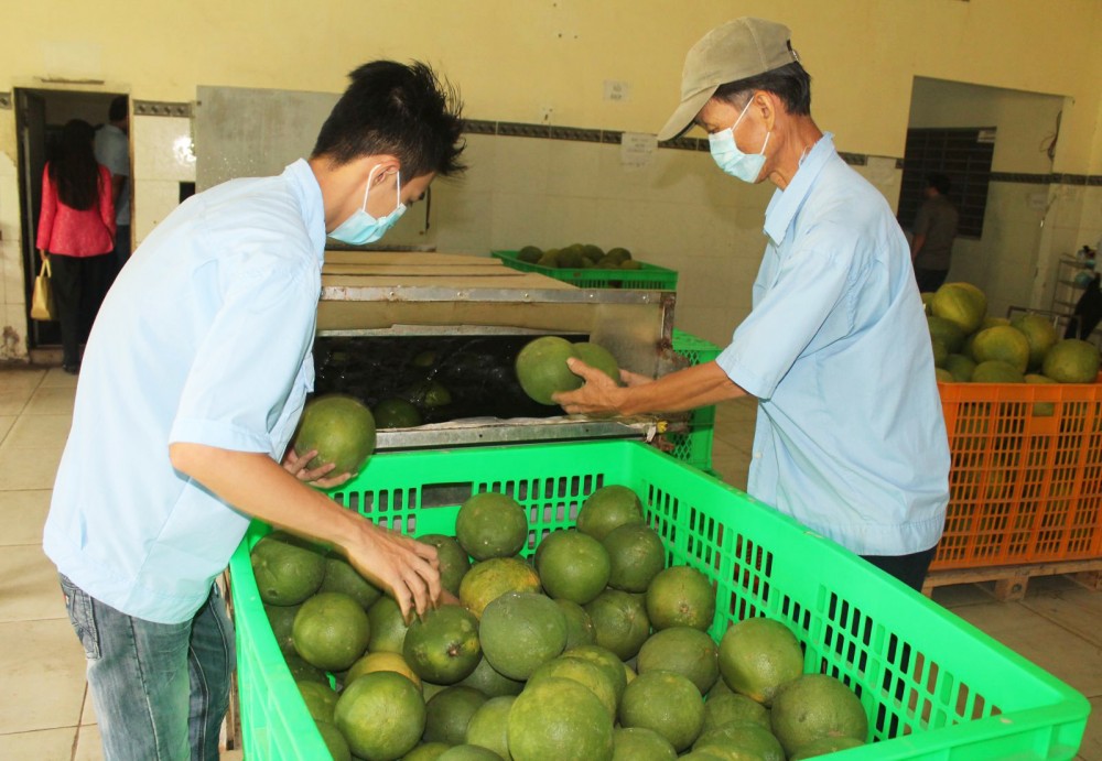 Thu mua, sơ chế trái cây tại một doanh nghiệp ở tỉnh Bến Tre.
