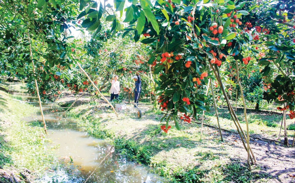 Chôm chôm được trồng tại huyện Chợ Lách, tỉnh Bến Tre.