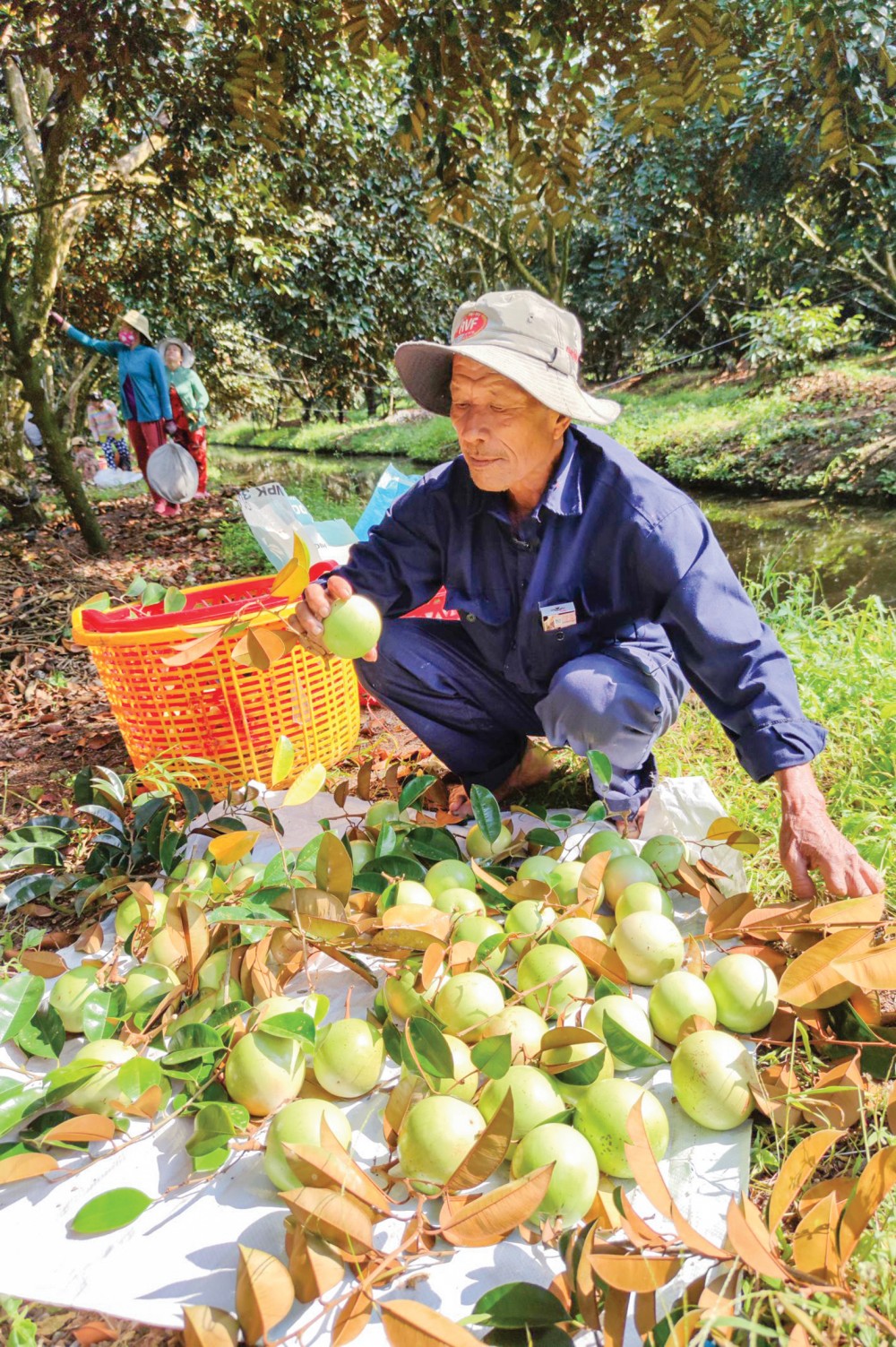Thu hoạch trái cây tại  HTX vườn cây ăn trái Trường Khương A ở huyện Phong Điền, TP Cần Thơ.