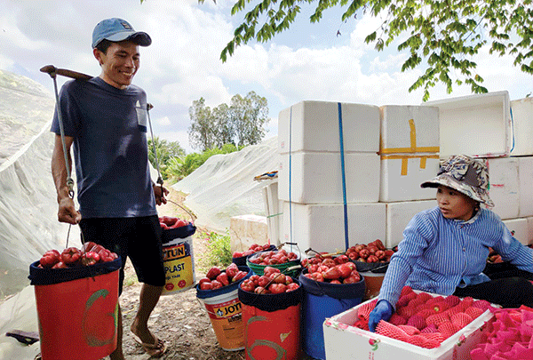 Chủ động gỡ khó đầu ra trái cây