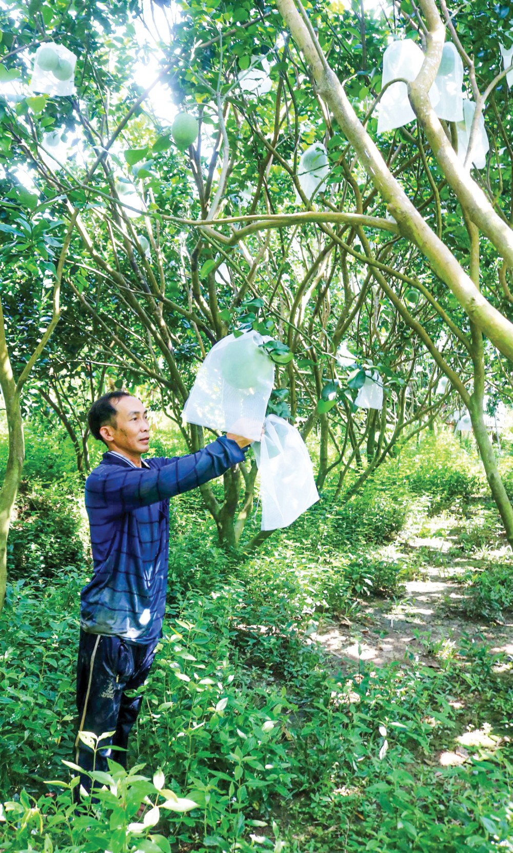 Nông dân tại huyện Thới Lai, TP Cần Thơ bảo vệ trái cây bằng biện pháp bao trái, giúp tạo sản phẩm an toàn, thân thiện với môi trường.
