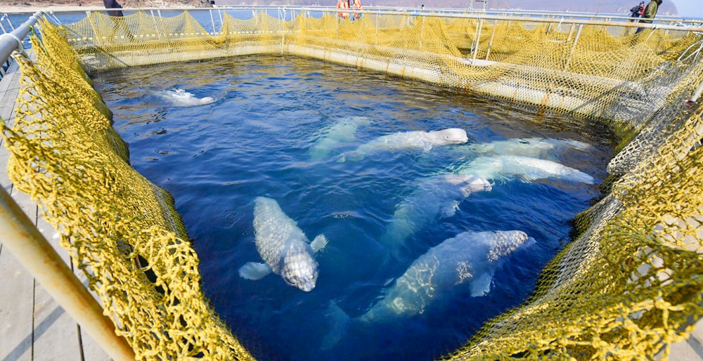 Một cơ sở nuôi cá voi tại Nga. Ảnh; TASS