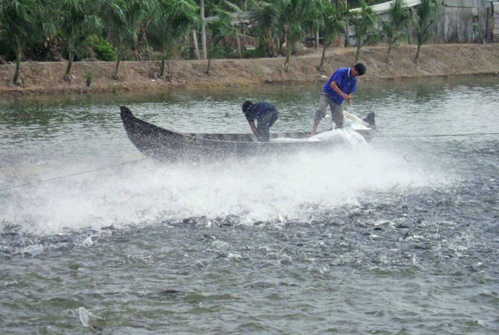 Nuôi cá tra ở quận Ô Môn, TP Cần Thơ.