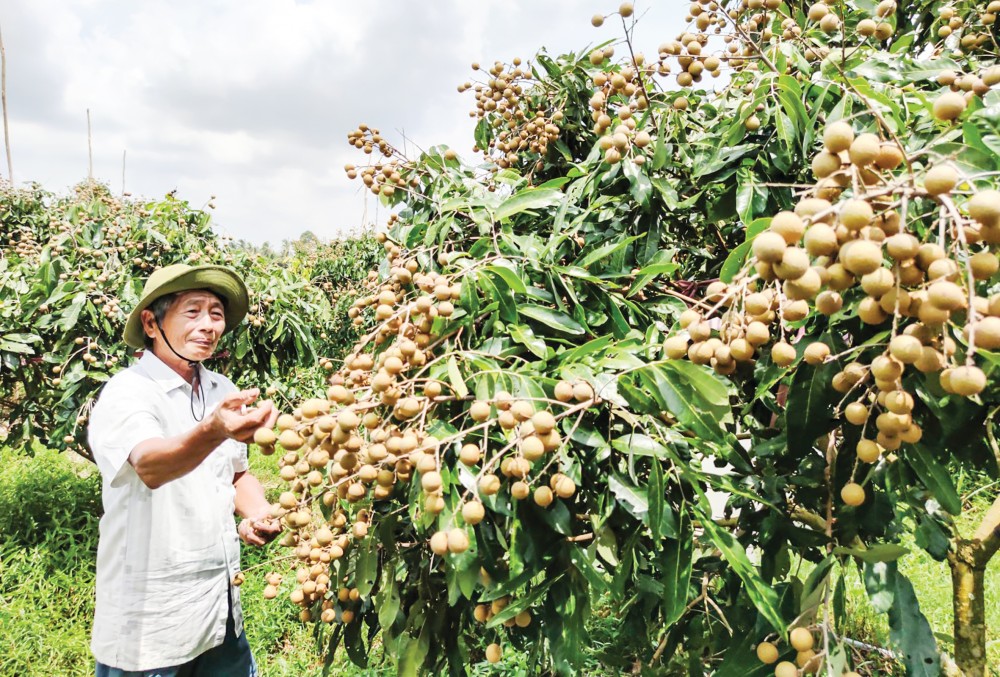 Trồng cây ăn trái ở huyện Thới Lai.