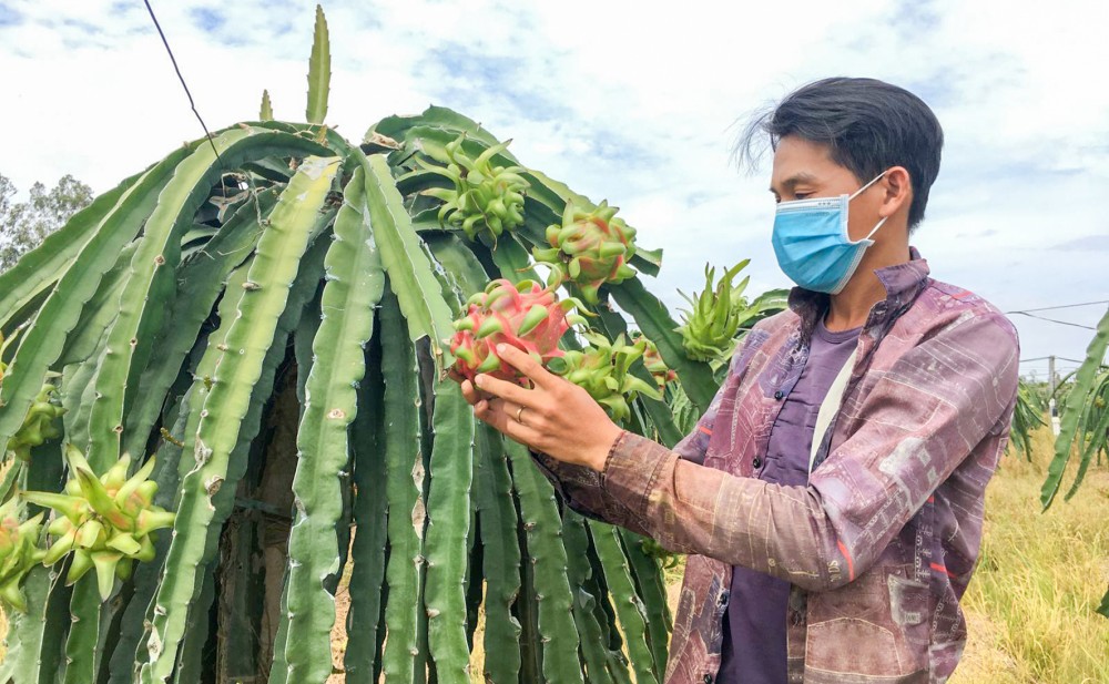 Nông dân HTX nông nghiệp Phước Thiên, xã Trường Xuân B, huyện Thới Lai chăm sóc vườn thanh long, phục vụ cho thị trường Tết 2022.