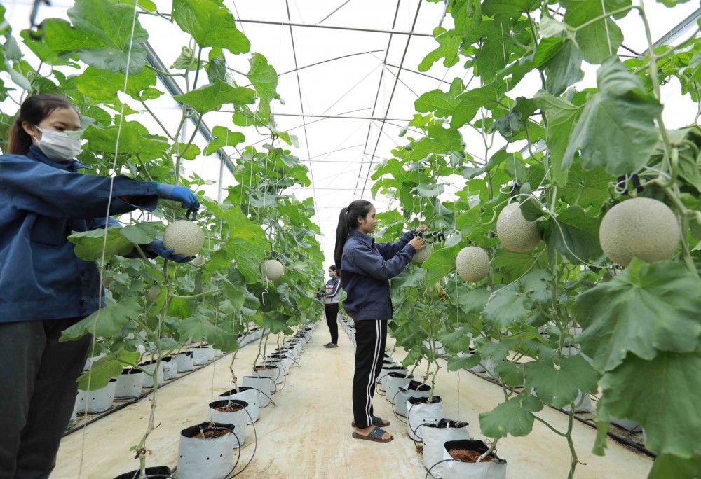 Nghị quyết của Chính phủ tháo gỡ vướng mắc trong lĩnh vực nông nghiệp và phát triển nông thôn