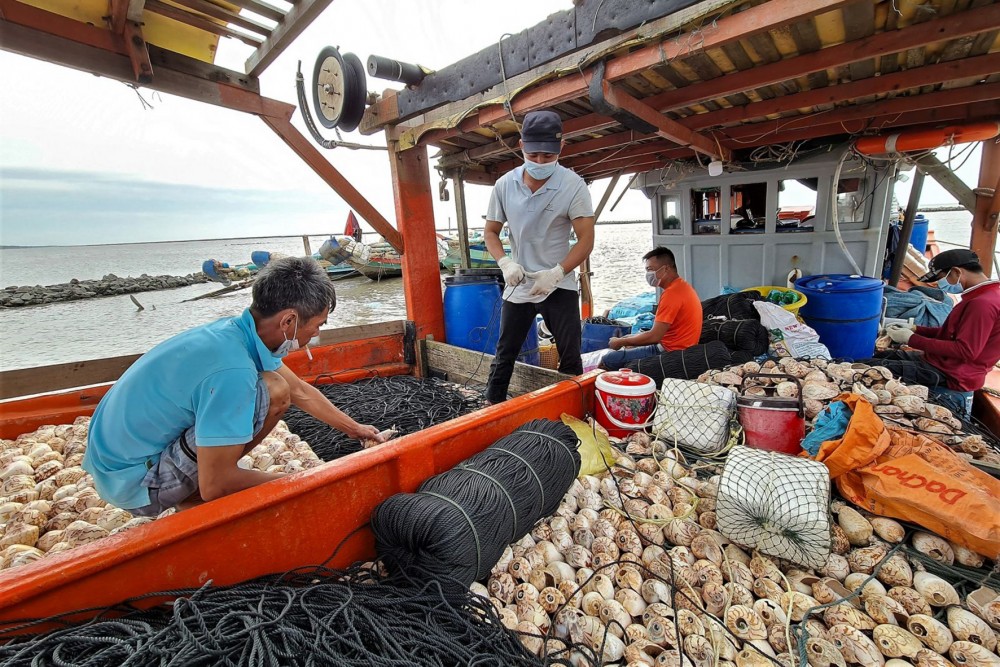 UBND tỉnh Cà Mau vừa tiếp tục có chỉ đạo vào cuộc điều tra, làm rõ thực trạng trộm ốc bẫy mực của ngư dân.