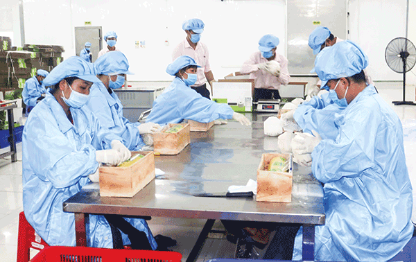 Nâng cao năng lực bảo quản và chế biến rau quả