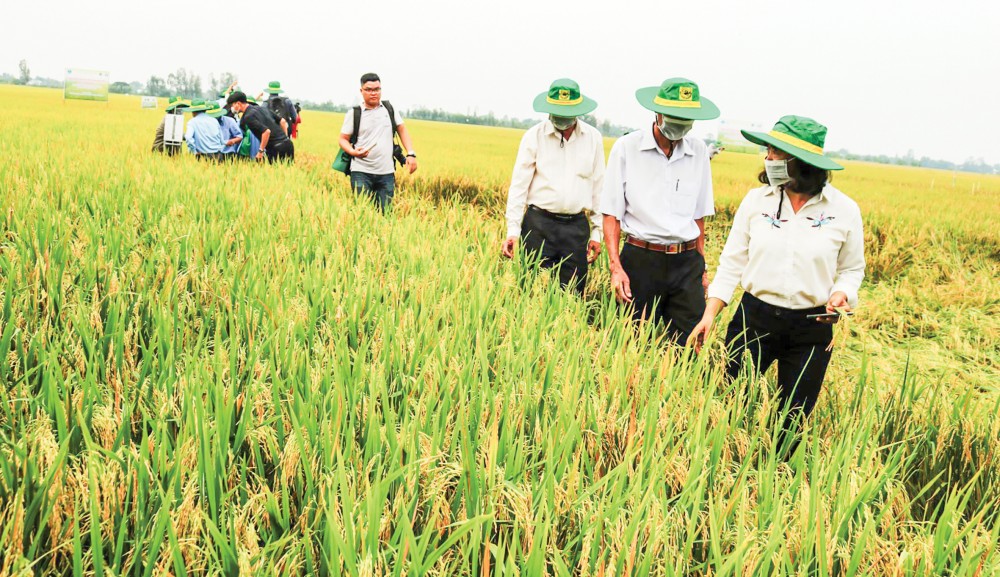 Sản xuất lúa tại mô hình CĐL của HTX nông nghiệp Hiếu Bình ở huyện Vĩnh Thạnh.