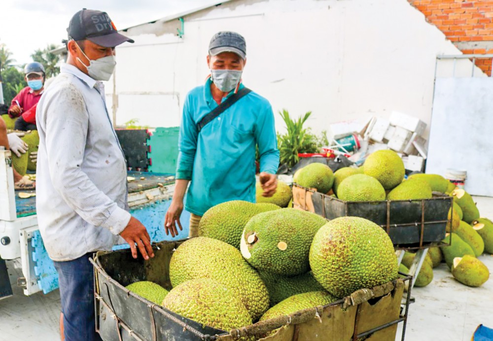 Hiện nay, nhiều loại trái cây của nước ta chủ yếu xuất khẩu dạng trái tươi sang Trung Quốc. Trong ảnh: Thu mua mít tại một vựa trái cây ở huyện Phong Điền, TP Cần Thơ.