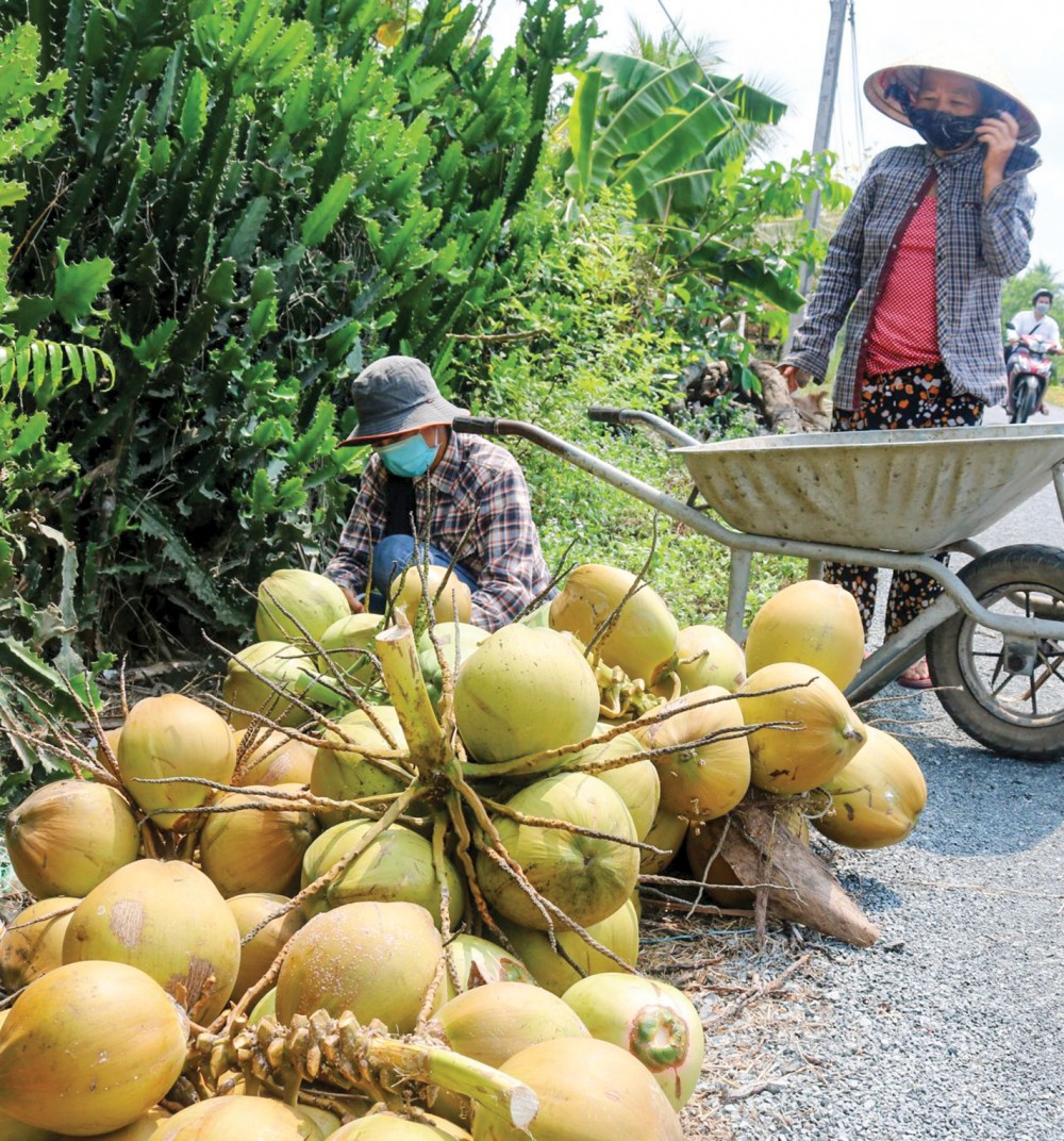 Thương lái thu mua dừa tươi tại huyện Phong Điền, TP Cần Thơ.
