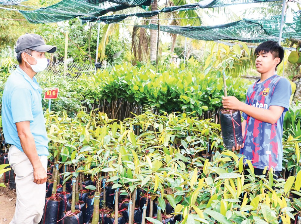 Nguồn cung cây giống dồi dào, giá giảm Trên địa bàn TP Cần Thơ hiện có hơn 70 cơ sở sản xuất, kinh doanh giống cây ăn trái. Trong ảnh: Mua bán cây giống ăn trái tại một cơ sở ở huyện Thới Lai.