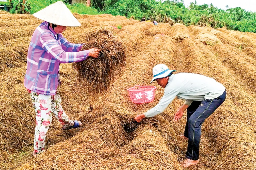 Trồng nấm rơm ở quận Thốt Nốt, TP Cần Thơ.