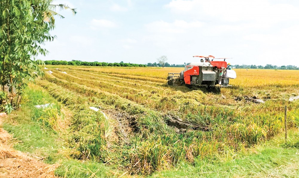 Phần đất bà Nguyễn Thị Trang dự định xin chuyển mục đích SDĐ, từ đất trồng lúa sang đất trồng cây lâu năm khác.