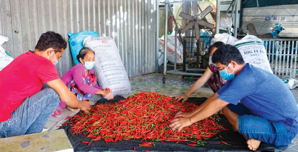 Thu mua ớt tại cơ sở của anh Mai Văn Ngây ở quận Thốt Nốt.