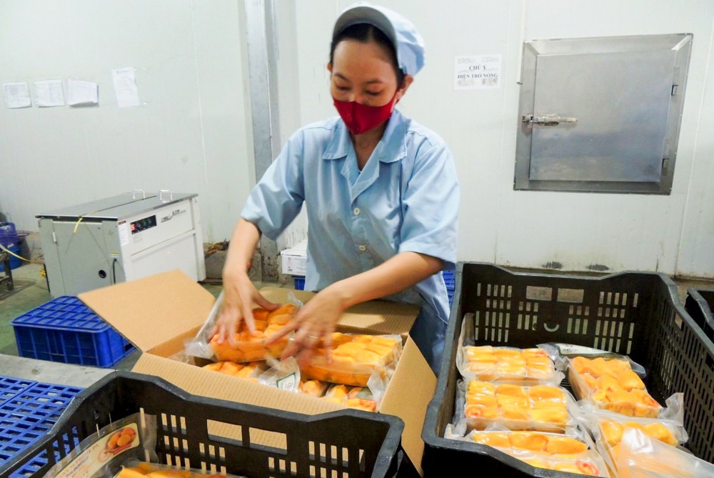 Chế biến nông sản xuất khẩu tại Công ty CP BJ&T.