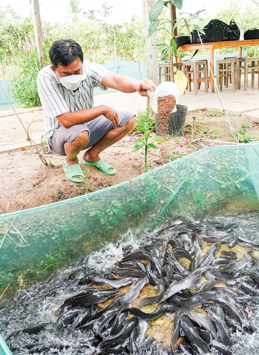 Anh Tâm cho cá “vượt cạn”.