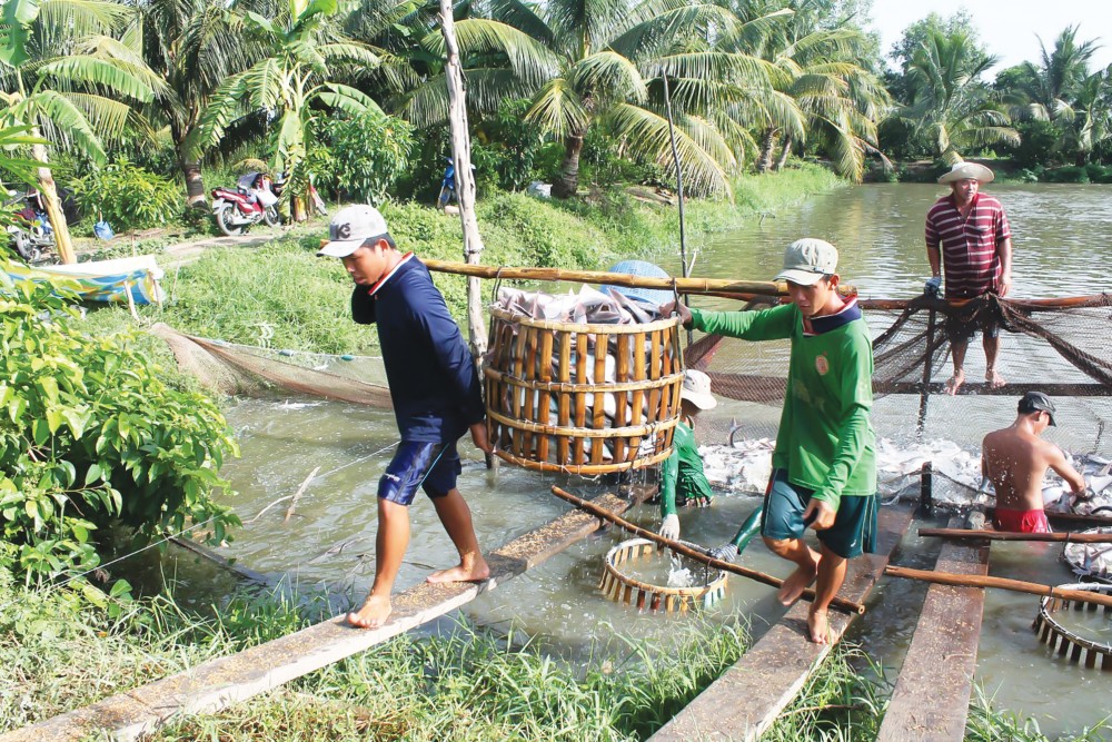 Thu hoạch cá tra tại quận Ô Môn, TP Cần Thơ.