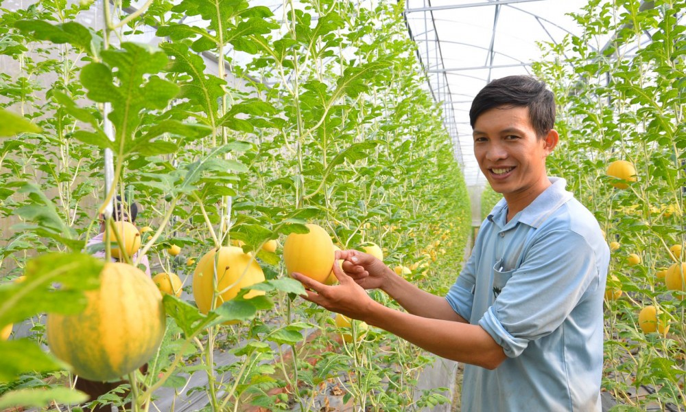 Vườn dưa hấu vàng ruột đỏ của một nhà vườn tại xã Tường Lộc, huyện Tam Bình, tỉnh Vĩnh Long thu hút khá nhiều khách tham quan vào dịp Tết Nguyên đán 2022 vừa qua. Ảnh: CTV