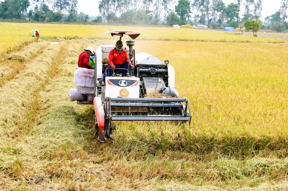 Thu hoạch lúa đông xuân 2021-2022 tại huyện Thới Lai, TP Cần Thơ.