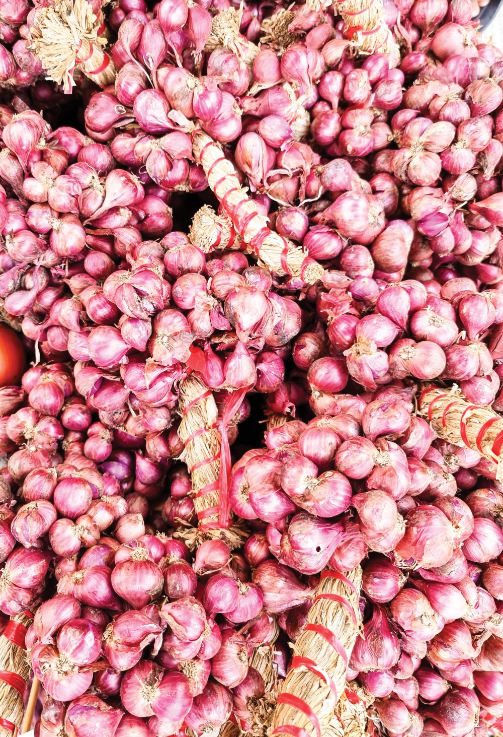 Củ hành tím giảm giá Khi thu hoạch củ hành tím, nông dân thường giữ lại phần lá để bó hành lại thành từng chùm, thuận lợi cho người tiêu dùng bảo quản sản phẩm.