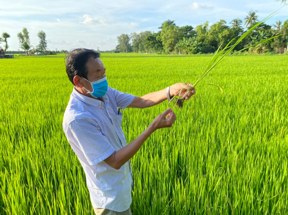 Sản xuất lúa tại huyện An Phú, tỉnh An Giang.