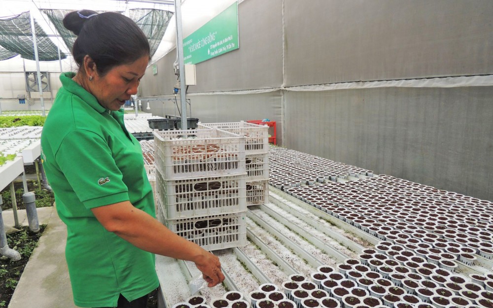 Ứng dụng công nghệ điện toán đám mây để quản lý nhiệt độ, độ ẩm... trong trồng rau thủy canh tại Công ty TNHH Đầu tư và Phát triển Minh Hòa.