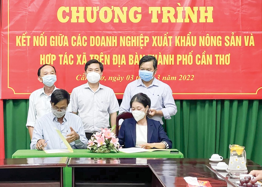 Ký kết biên bản ghi nhớ hợp tác giữa doanh nghiệp xuất khẩu và các HTX trên địa bàn TP Cần Thơ.