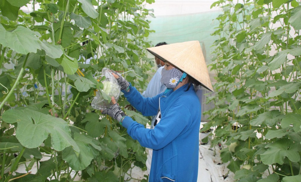 Ứng dụng khoa học và công nghệ để nông nghiệp ĐBSCL thích ứng bối cảnh mới Trồng dưa lưới ứng dụng công nghệ tưới nhỏ giọt của Israel tại quận Cái Răng, TP Cần Thơ.