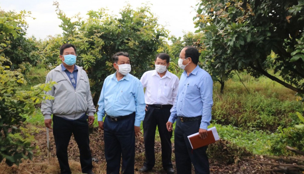 Các đại biểu tham quan mô hình sản xuất của Hợp tác xã Thuận Phát ở xã Tân Thạnh.