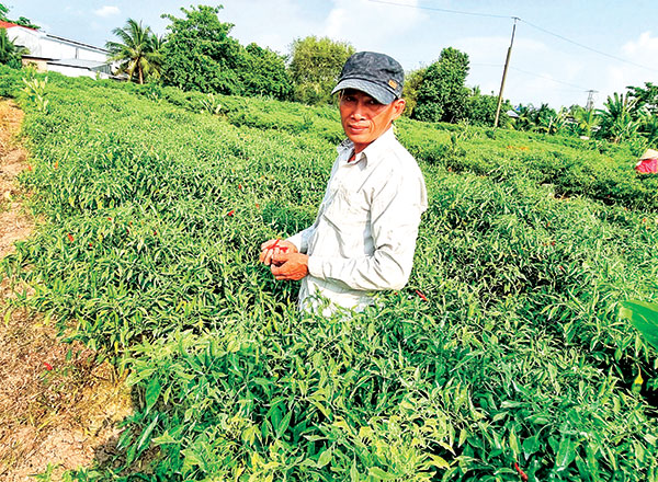 Giá ớt chỉ thiên tăng cao, nhưng cần thận trọng khi mở rộng diện tích