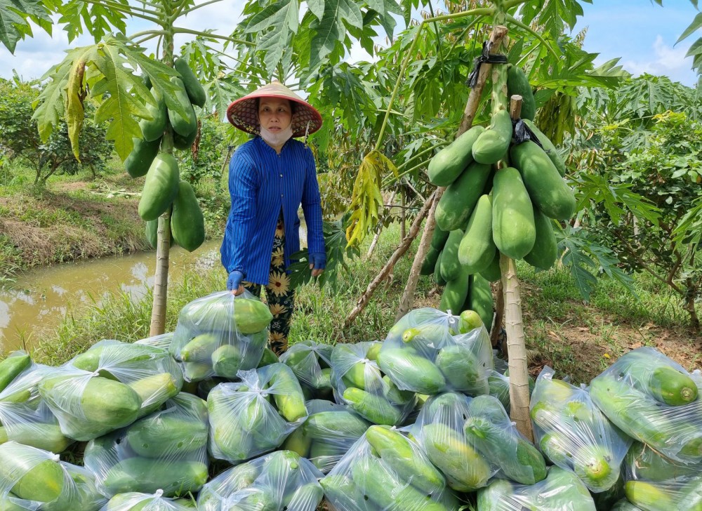 Đu đủ Mã Lai được trồng tại vườn của một hộ dân ở xã Trường Thành, huyện Phong Điền, TP Cần Thơ.