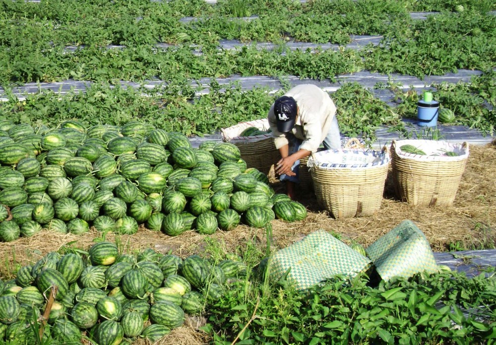 Trồng dưa hấu tại huyện Thới Lai, TP Cần Thơ.