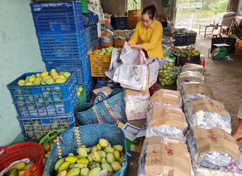 Nhiều loại xoài được thương lái thu mua, đóng thùng tiêu thụ tại các chợ.