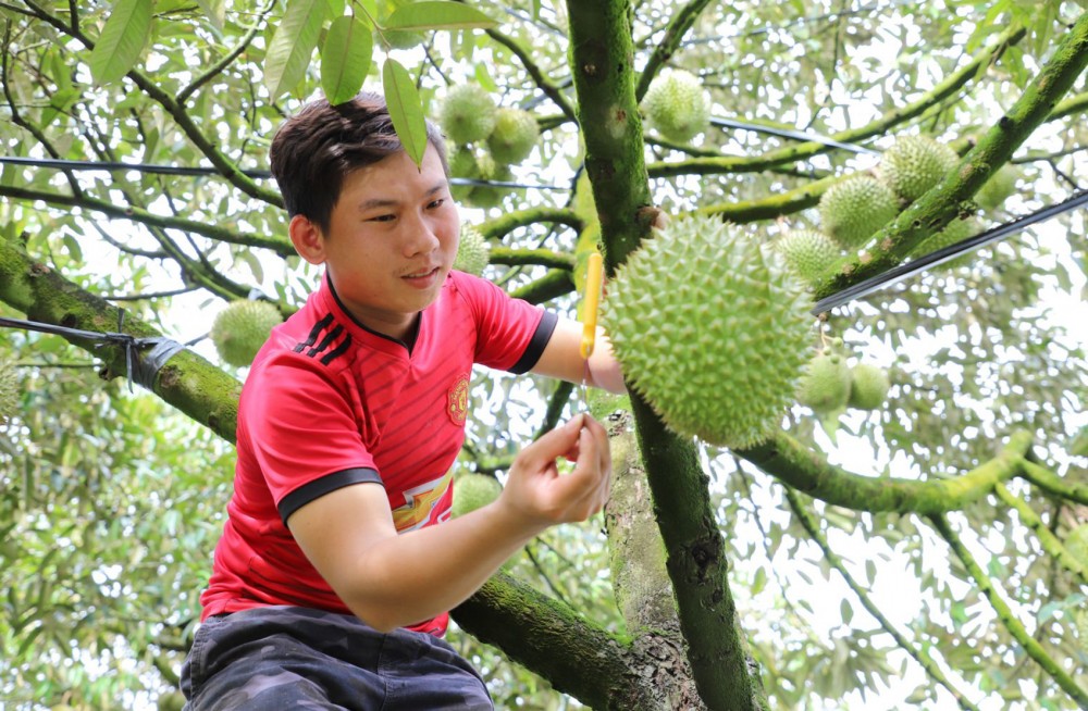Anh Huỳnh Tuấn Kiệt tất bật với công việc "gõ" sầu riêng vào thời điểm rộ vụ mùa thu hoạch.