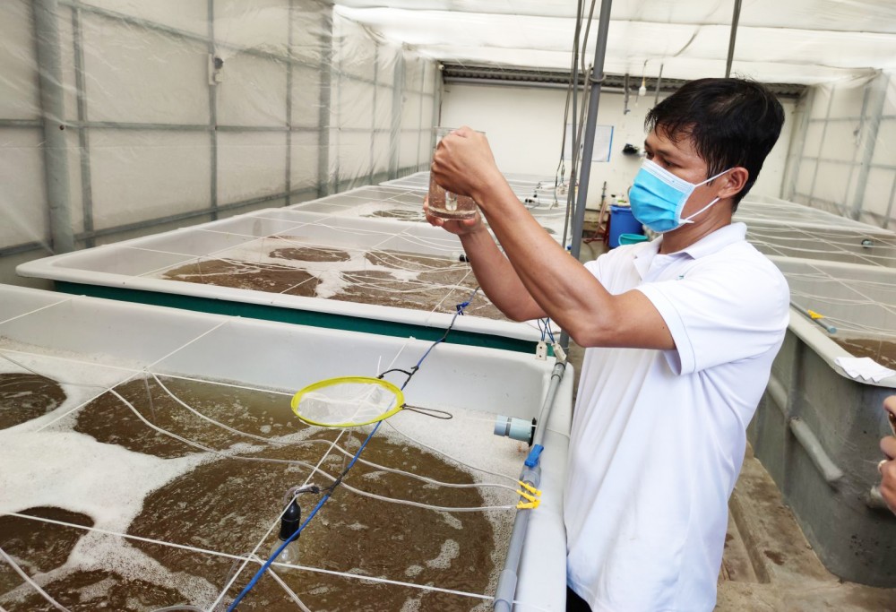 Hiện nay, nhiều hoạt động sản xuất nông nghiệp đòi hỏi người nông dân phải có trình độ kiến thức cao. Trong ảnh: Sản xuất tôm giống tại một Cơ sở sản xuất trên địa bàn TP Cần Thơ.
