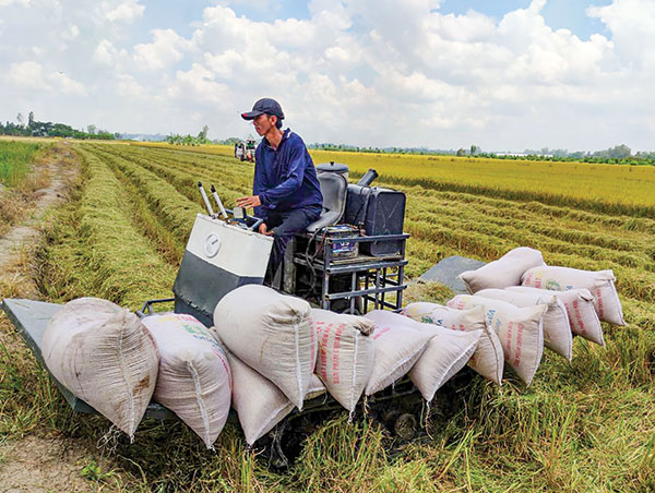 Chủ động thu hoạch lúa hè thu