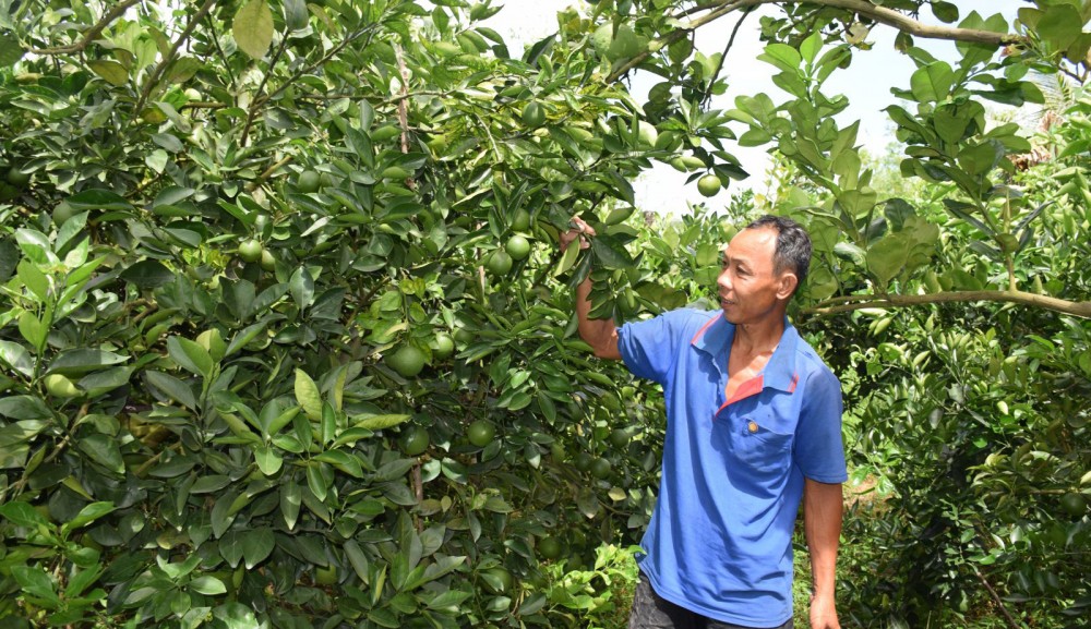 Nông dân cải tạo vườn kém hiệu quả trồng cam trên địa bàn huyện Cờ Đỏ.
