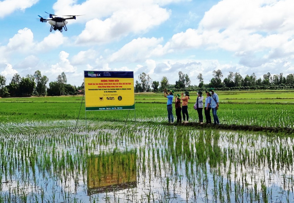 Drone thực hiện bón phân cho ruộng lúa.